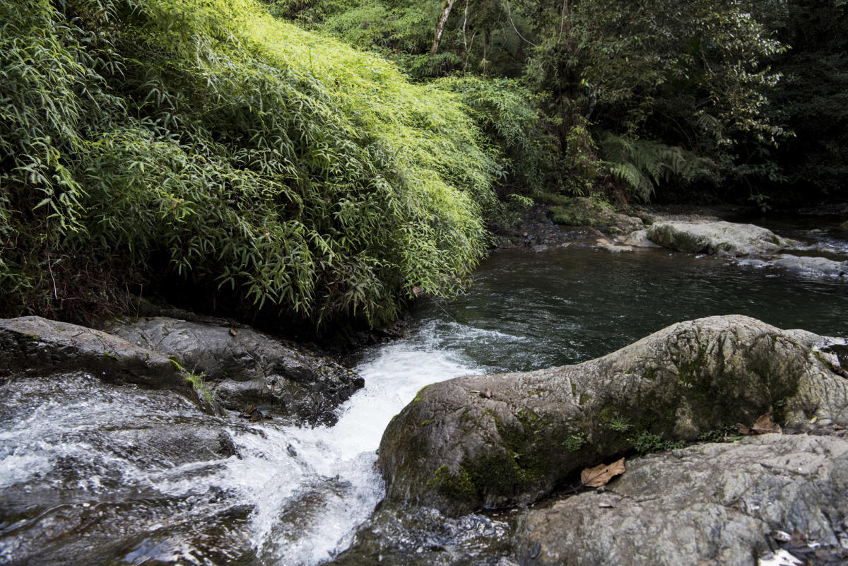Ebano Verde Reserve