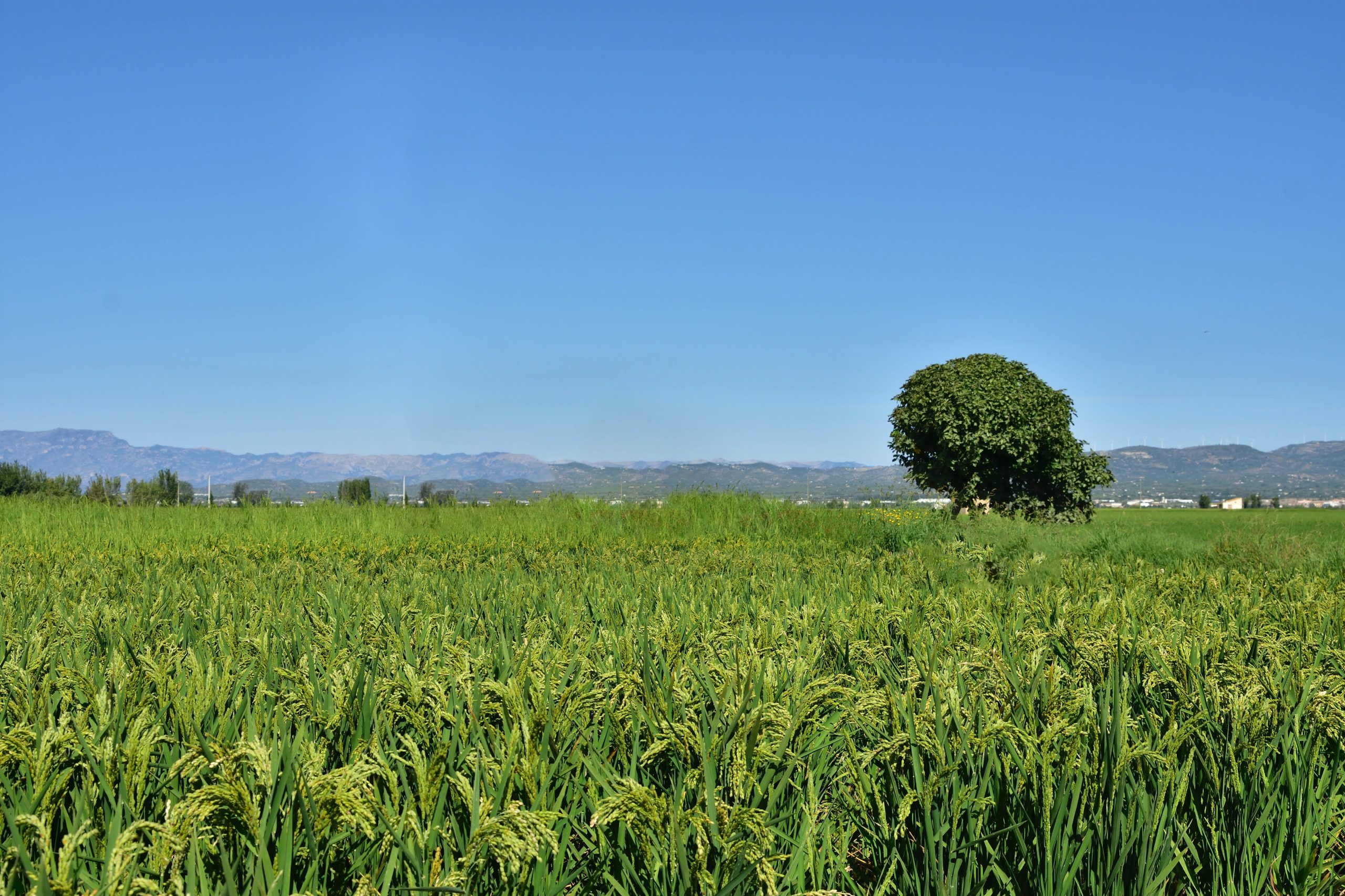 A closer look at the fields reveals the labor-intensive, yet rewarding, path to pesticide-free, certified organic production.